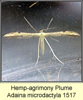 Hemp-agrimony Plume, Adaina microdactyla