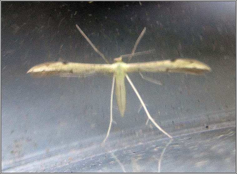 Hemp-agrimony Plume, Adaina microdactyla