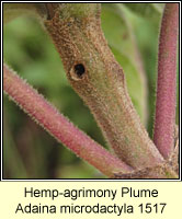 Hemp-agrimony Plume, Adaina microdactyla