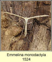 Emmelina monodactyla