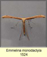 Emmelina monodactyla