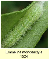 Emmelina monodactyla