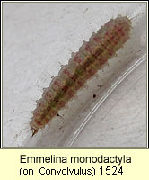 Emmelina monodactyla