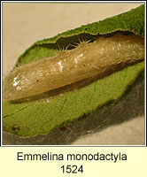 Emmelina monodactyla