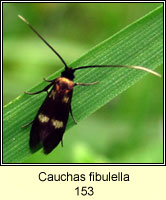 Cauchas fibulella