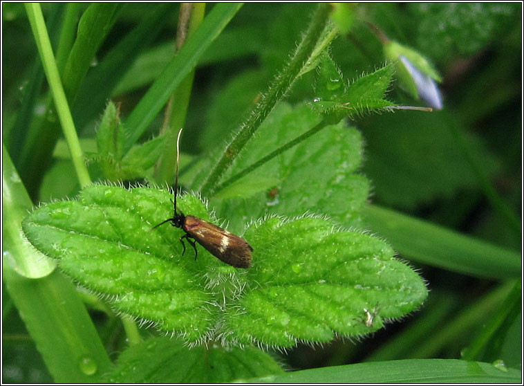 Cauchas fibulella