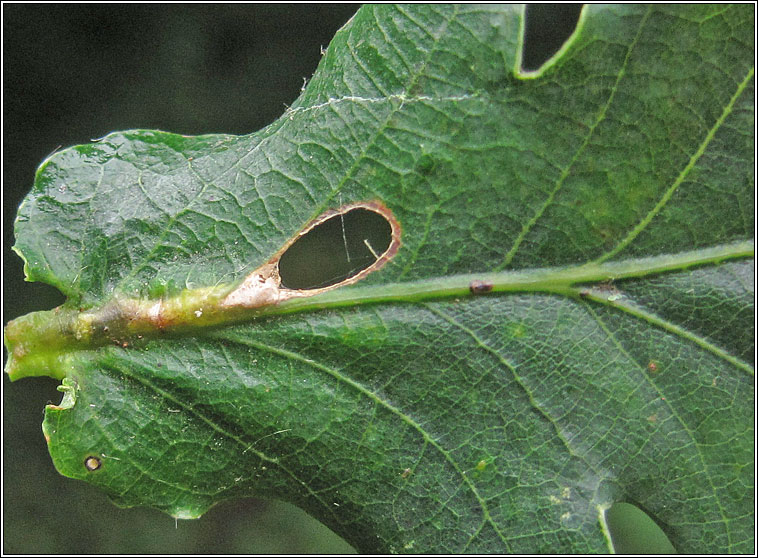 Heliozela sericiella