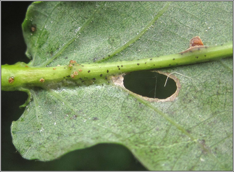 Heliozela sericiella