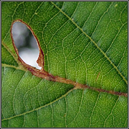 Heliozela resplendella