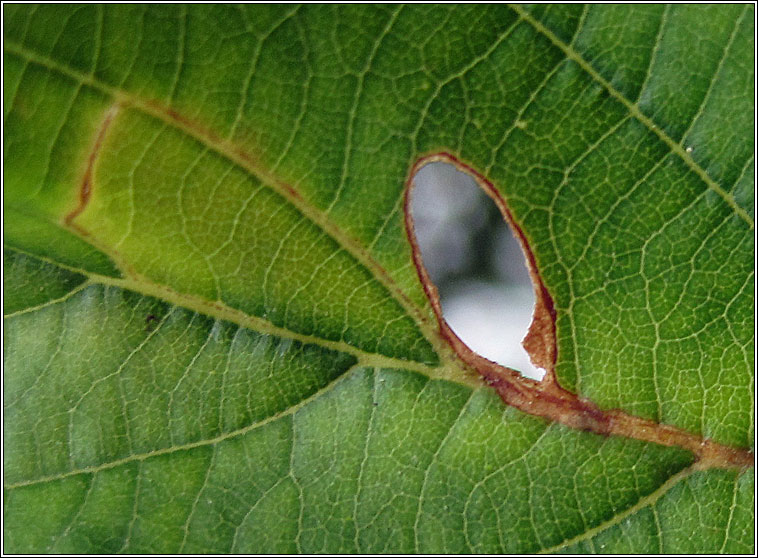 Heliozela resplendella