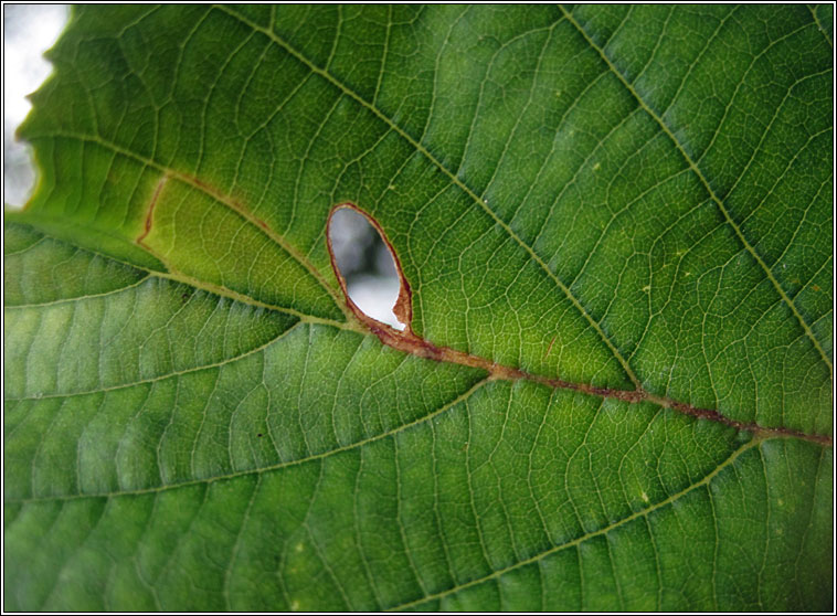 Heliozela resplendella