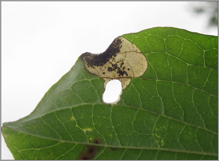 Antispila treitschkiella, larva