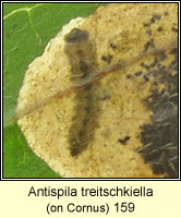 Antispila treitschkiella