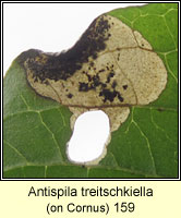 Antispila treitschkiella