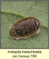 Antispila treitschkiella