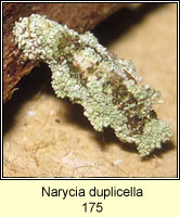 Narycia duplicella