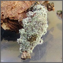 Narycia duplicella