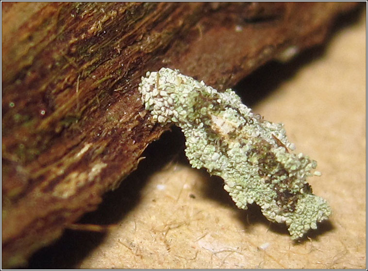 Narycia duplicella