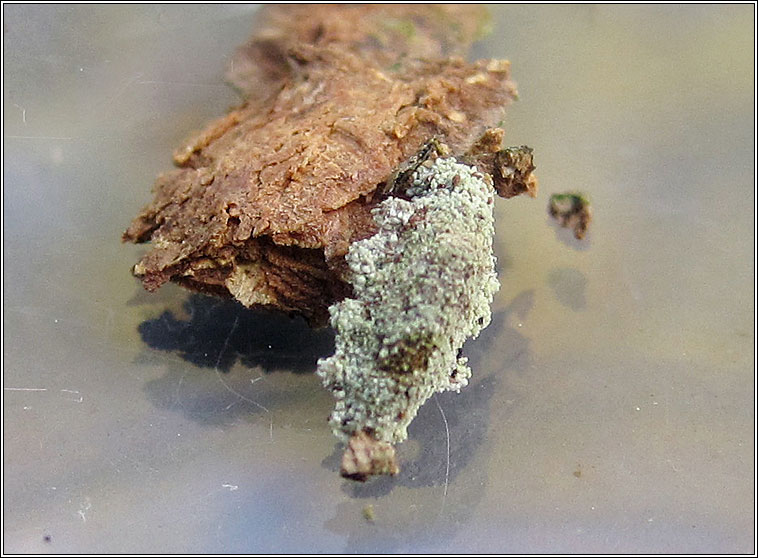 Narycia duplicella
