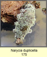 Narycia duplicella