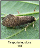 Taleporia tubulosa