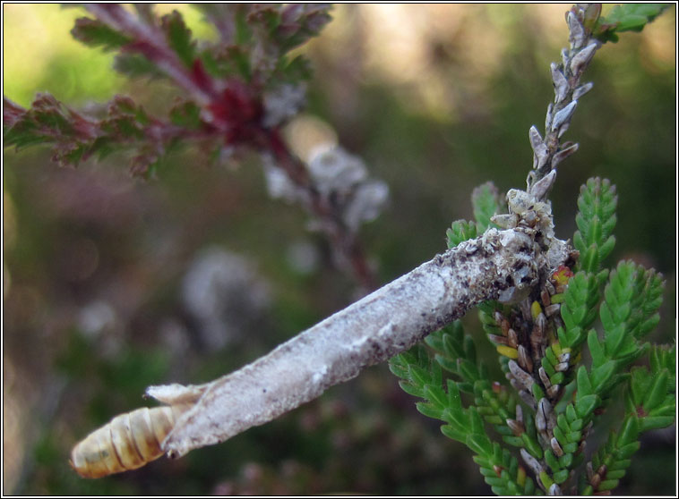 Taleporia tubulosa