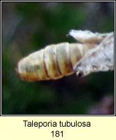 Taleporia tubulosa