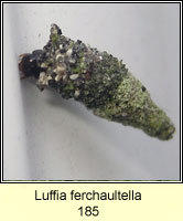 Luffia ferchaultella