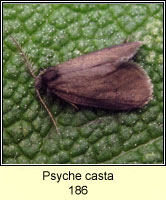 Psyche casta