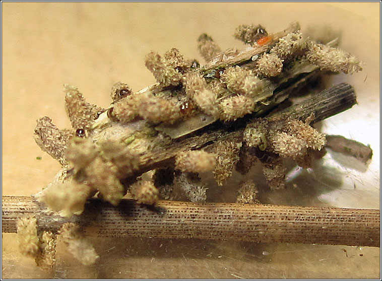 Psyche casta, larvae