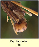 Psyche casta