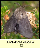 Pachythelia villosella