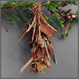 Pachythelia villosella, Large Bagworm