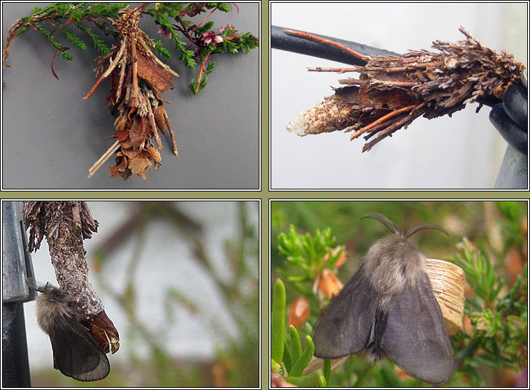 Pachythelia villosella, Large Bagworm