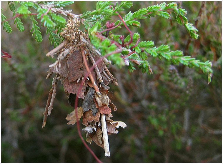 Pachythelia villosella, Large Bagworm