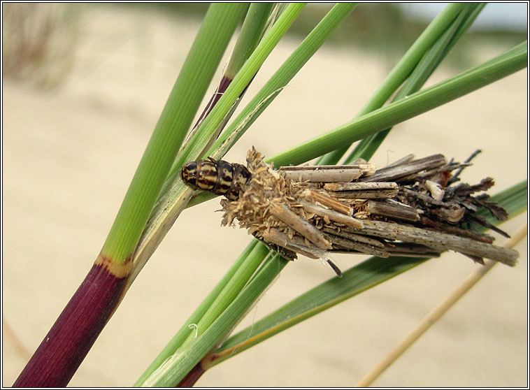 Pachythelia villosella, Large Bagworm