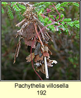 Pachythelia villosella