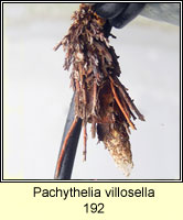 Pachythelia villosella