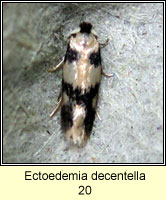 Ectoedemia decentella