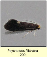 Psychoides filicivora