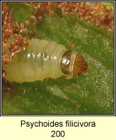 Psychoides filicivora