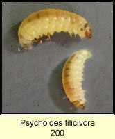 Psychoides filicivora