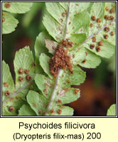 Psychoides filicivora