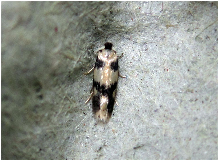 Ectoedemia decentella