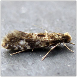 Nemapogon cloacella, Cork Moth