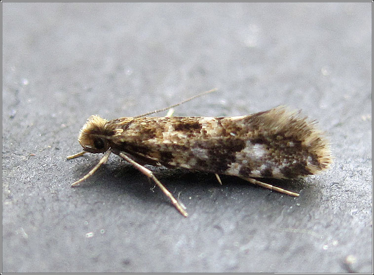 Nemapogon cloacella, Cork Moth