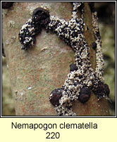 Nemapogon clematella