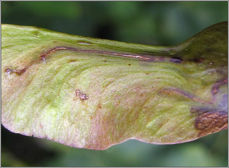 Ectoedemia louisella