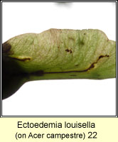 Ectoedemia louisella