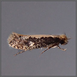 Monopis crocicapitella